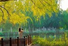 瑞典足球比分直播-探秘瑞典足球，比分直播背后的激情与故事