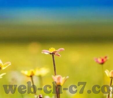 足球比分 半场比分-深度解析，足球比分与半场比分背后的战术博弈与心理战